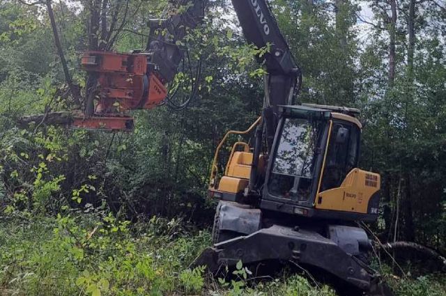 Wycinka drzew pod inwestycje